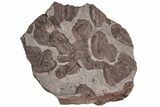 Ordovician Trilobite Mortality Plate (Pos/Neg) - Morocco #191315-4